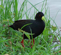 Black Crake