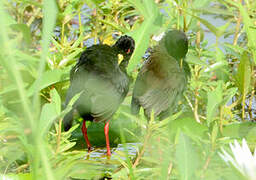 Black Crake