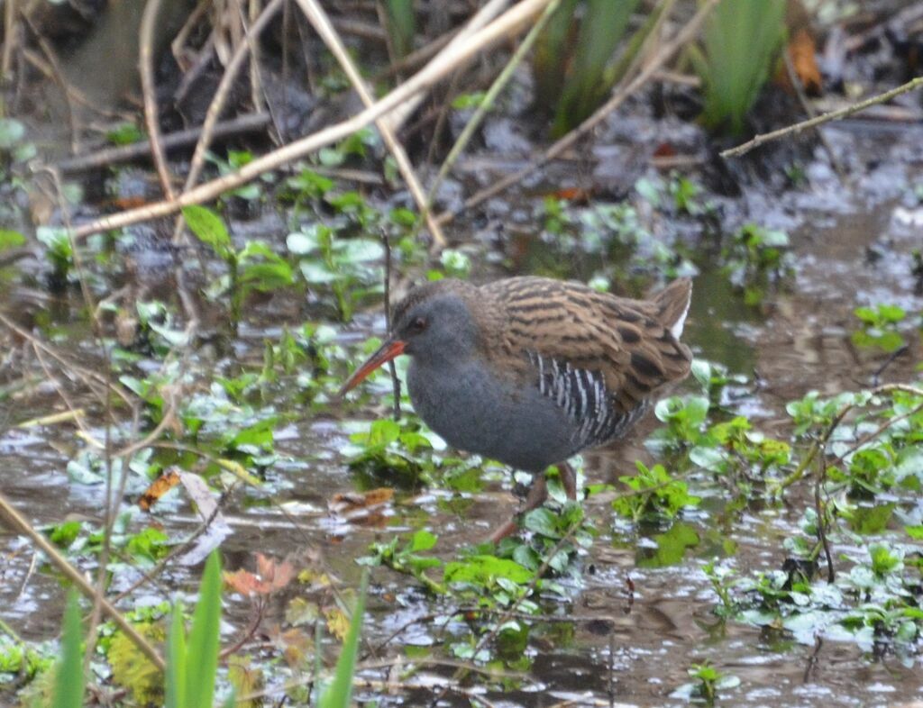 Water Railadult