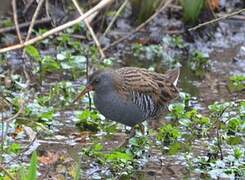 Water Rail