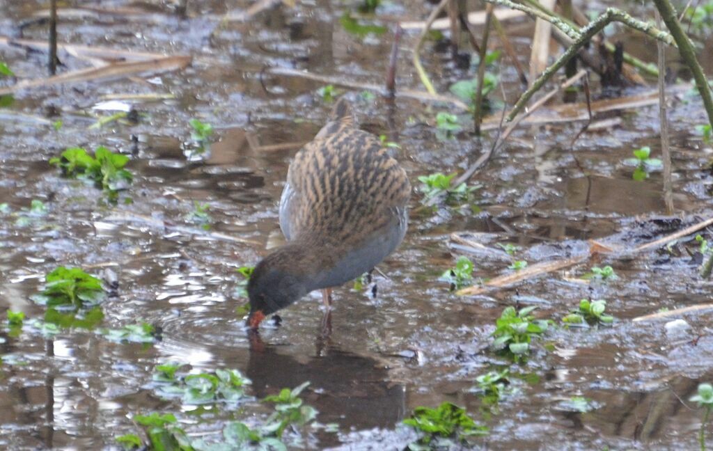 Water Railadult, eats