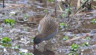 Water Rail