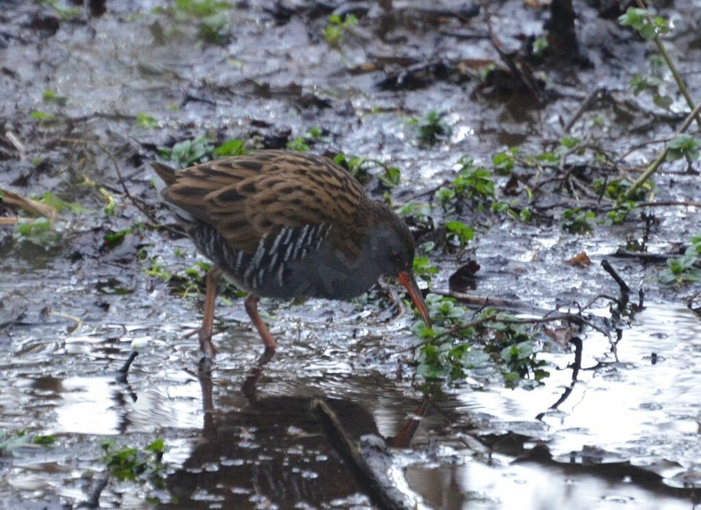 Water Railadult, identification