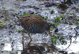 Water Rail