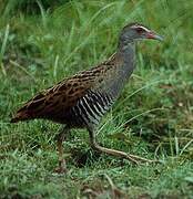 African Crake