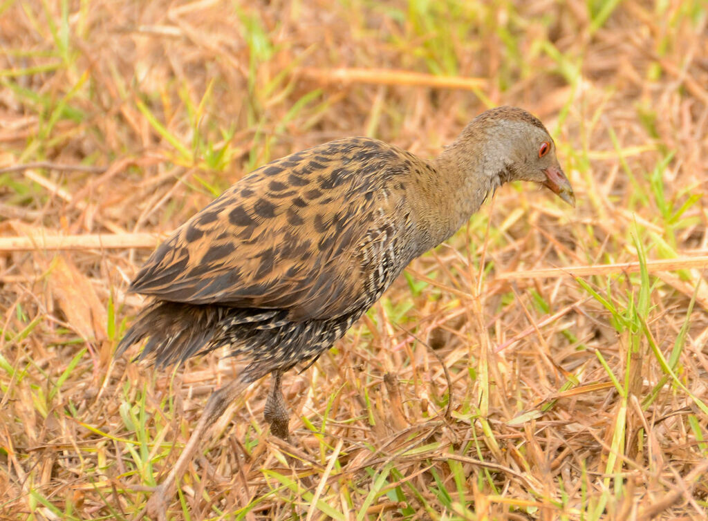 Râle des présadulte, identification