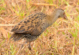 African Crake