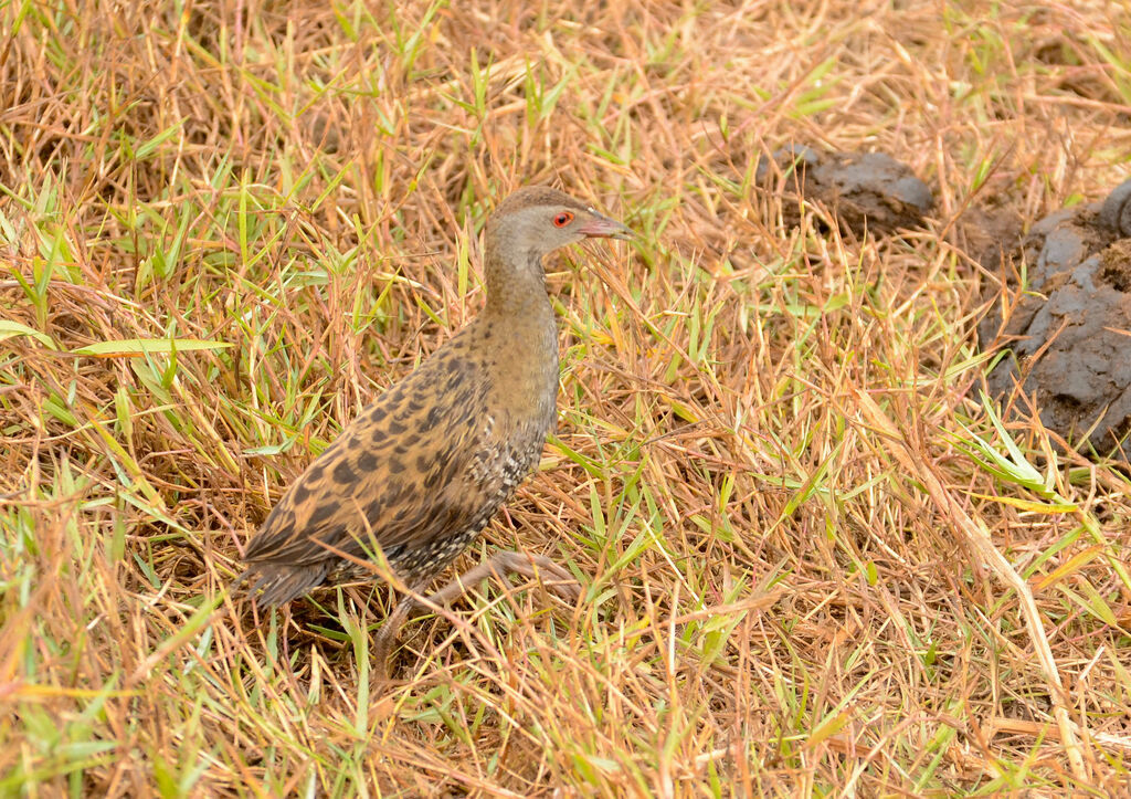 Râle des présadulte, identification