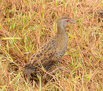 African Crake