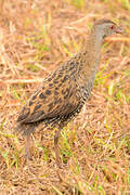 African Crake