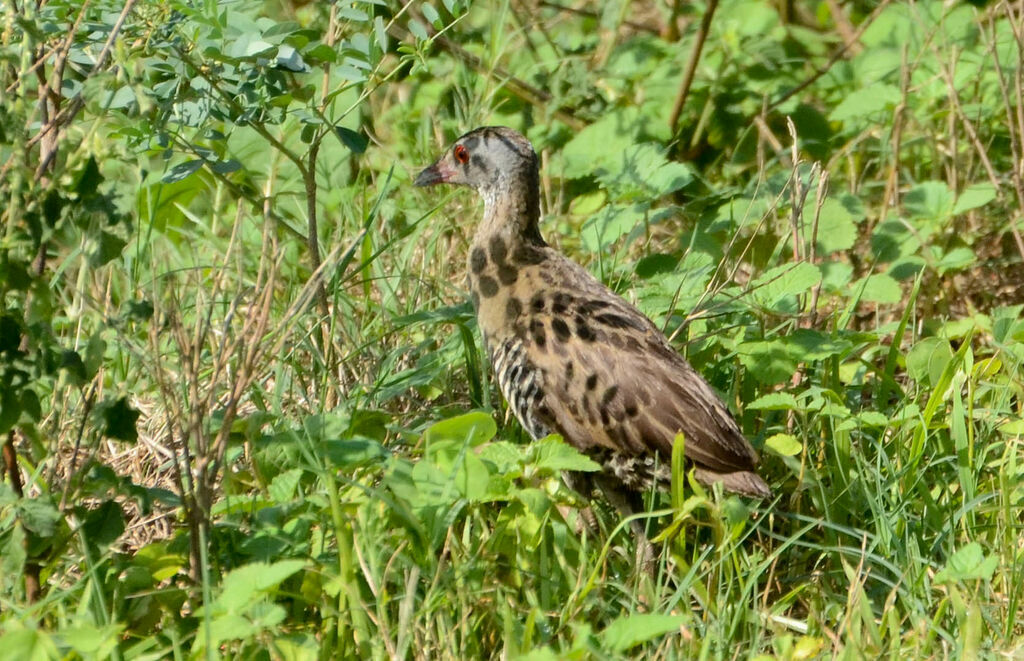 Râle des présadulte, identification, composition