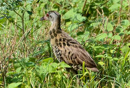 African Crake