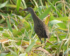 African Crake