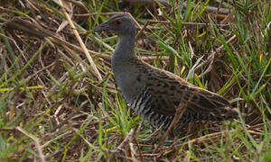 African Crake