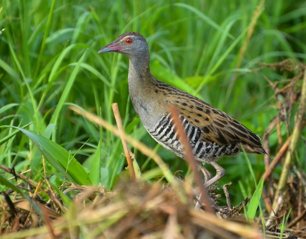 African Crakeadult, identification