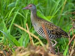 African Crake