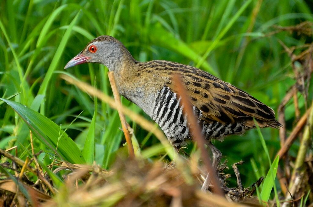 African Crakeadult, identification