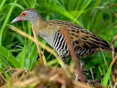 African Crake