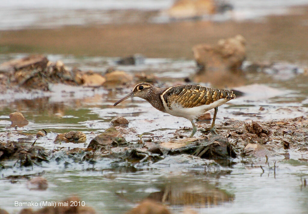 Greater Painted-snipe male adult, identification