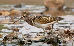 Greater Painted-snipe