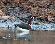 Greater Painted-snipe