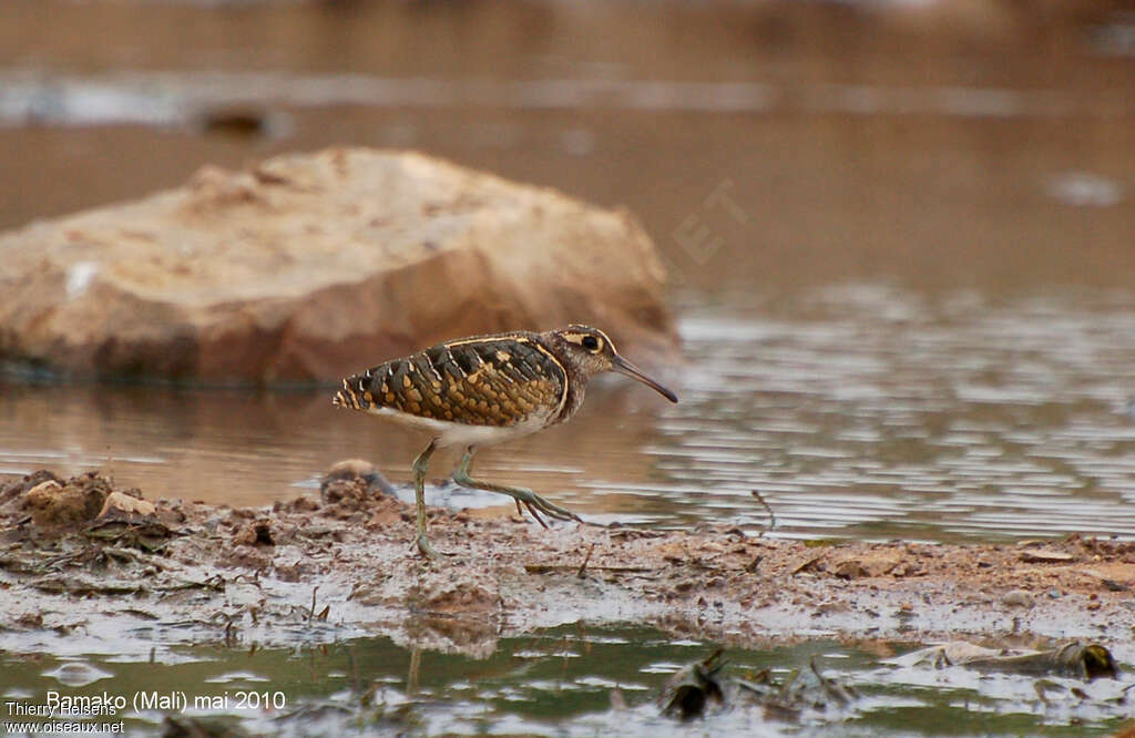 Greater Painted-snipe male adult, identification
