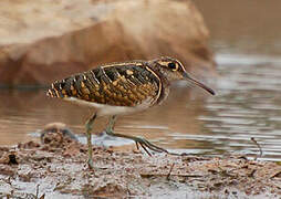 Greater Painted-snipe