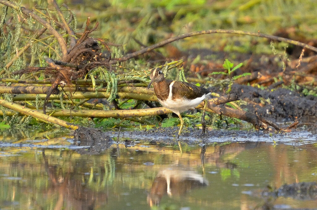 Greater Painted-snipe male adult, identification