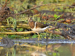 Greater Painted-snipe