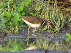 Greater Painted-snipe