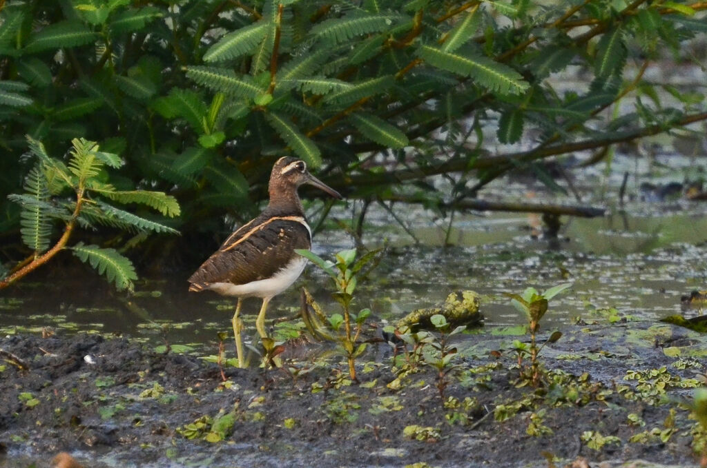 Greater Painted-snipe female adult, identification