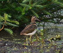 Greater Painted-snipe