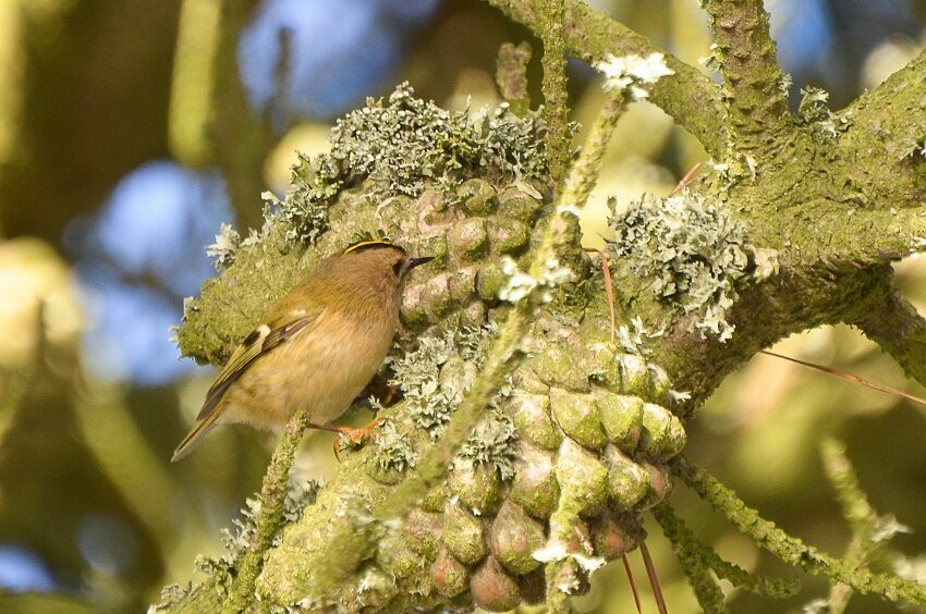 Goldcrestadult, identification