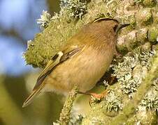 Goldcrest