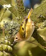 Goldcrest