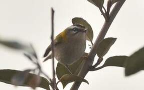 Common Firecrest