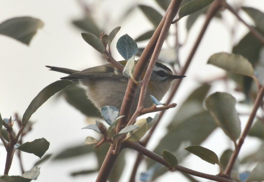 Common Firecrestadult, identification