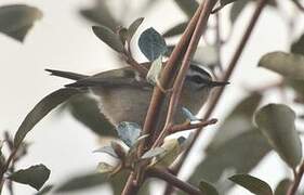 Common Firecrest