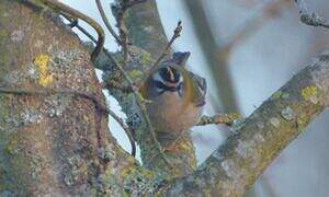 Common Firecrest