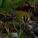 Roitelet triple-bandeau