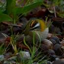 Roitelet triple-bandeau