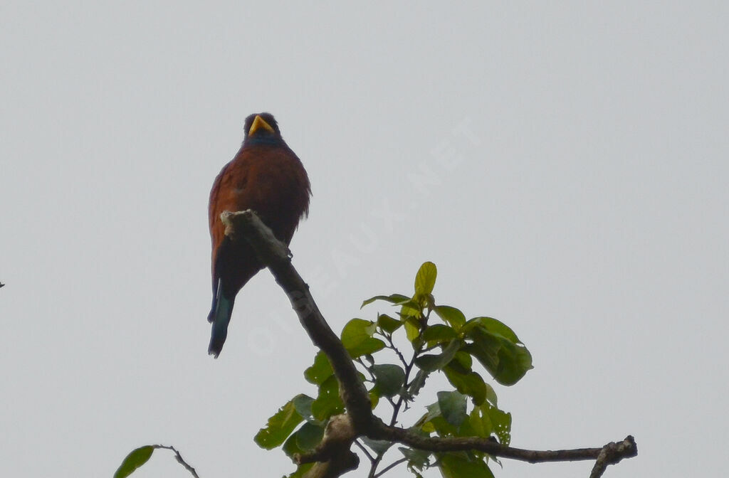 Blue-throated Roller