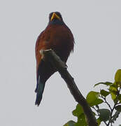 Blue-throated Roller