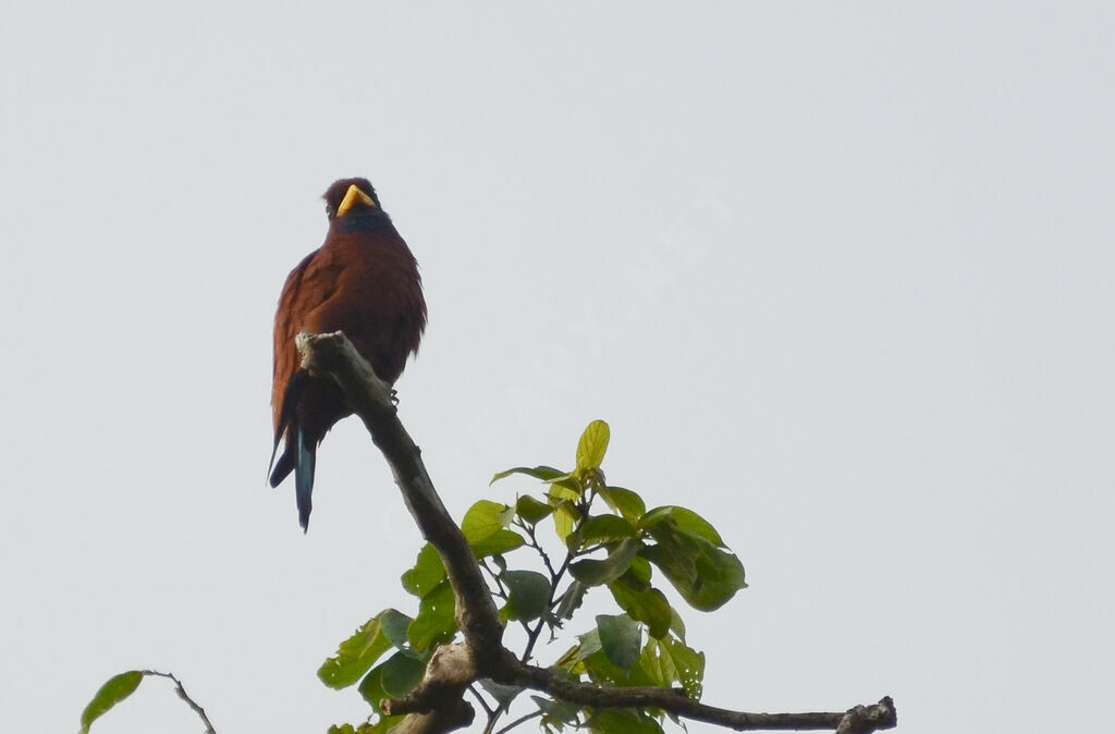 Blue-throated Rolleradult, identification