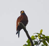 Blue-throated Roller