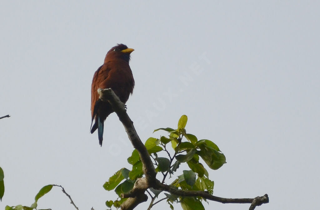 Blue-throated Rolleradult, identification