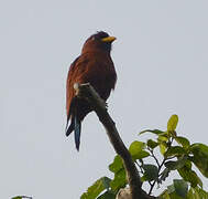 Blue-throated Roller