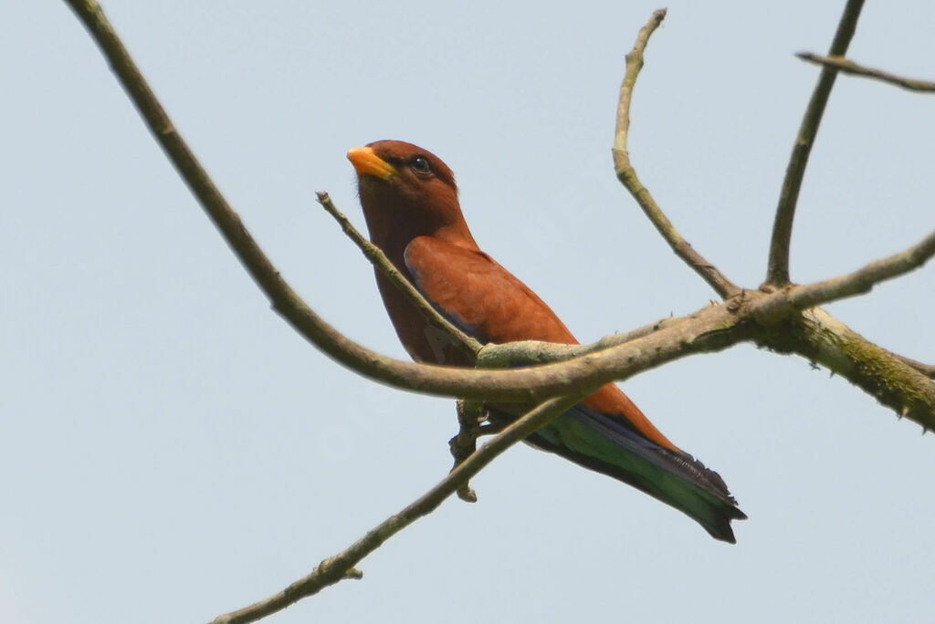 Broad-billed Rolleradult, identification