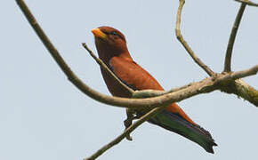 Broad-billed Roller