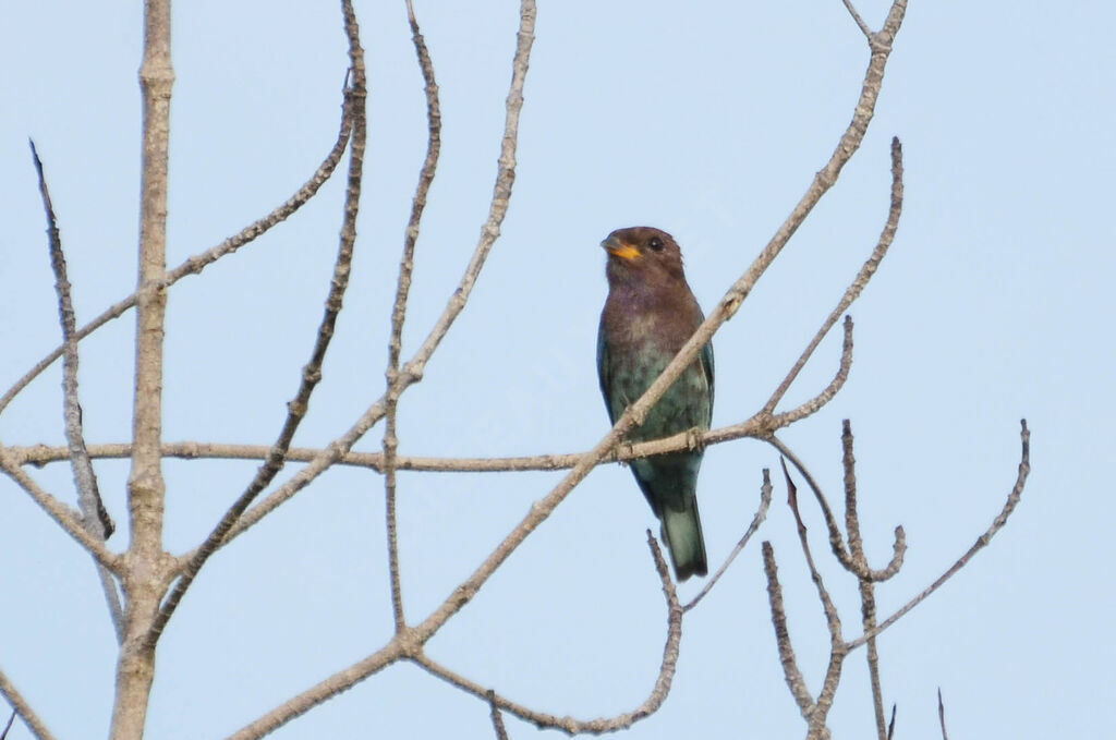 Rolle violetjuvénile, identification